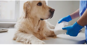 CaninePTandMe CCL tear in dogs
