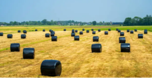 silage film