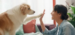 dog PT by appointment