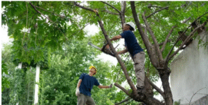 arborist Adelaide