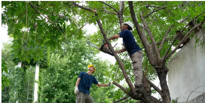 Arborist Adelaide Hills: The Vital Role of an Arborist - Public Writing